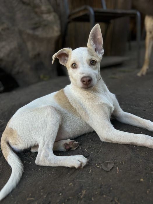 Лейла щенок девочка