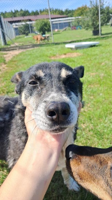 Łezka do adopcji