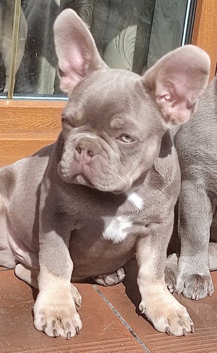 Продажа. Вязка. Элитный изабелловый французский бульдог