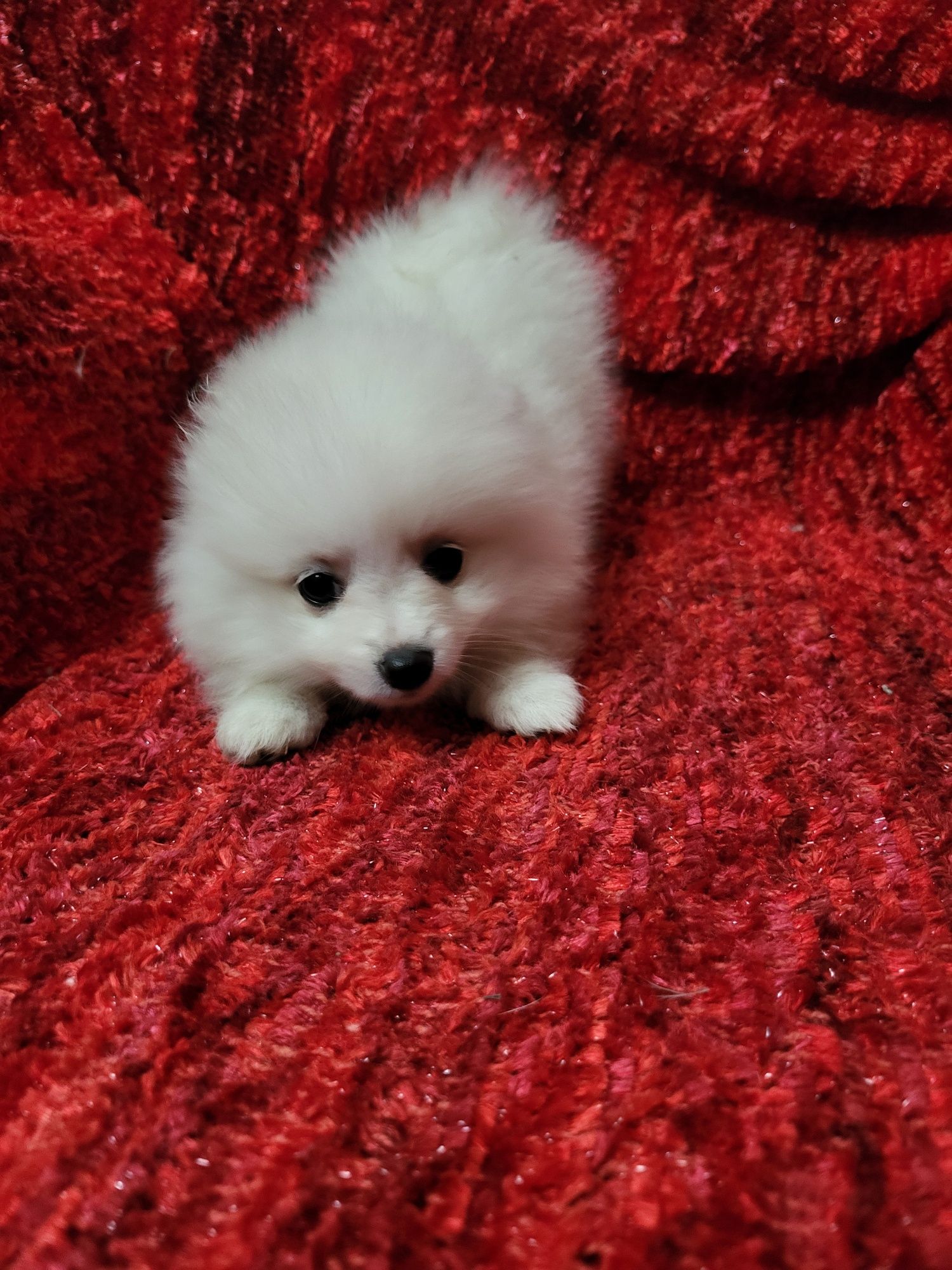 Spitz anão lulu da Pomerânia, fantástico