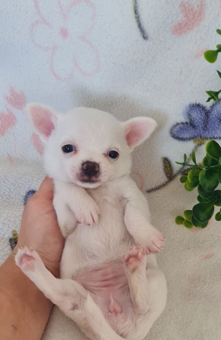 Excecional menina mini mini Chihuahua/Chiuaua LinhagemRussa. Qualidad