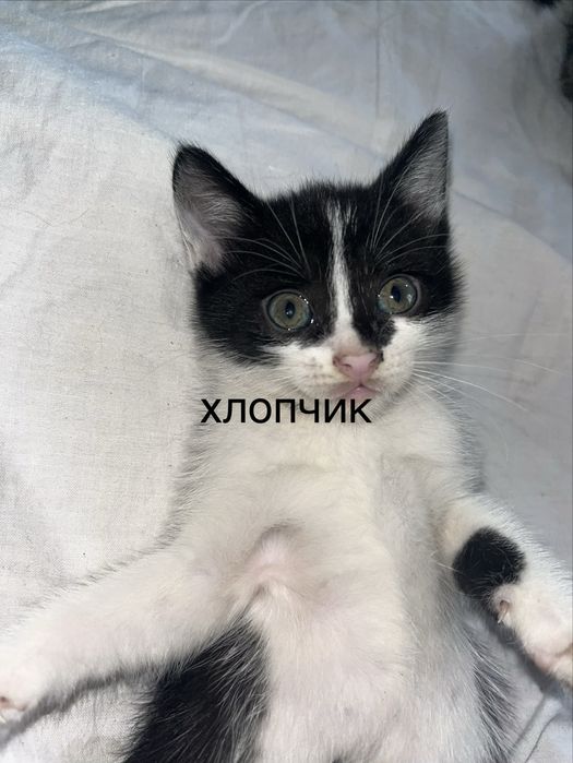 Кошенята в добрі руки