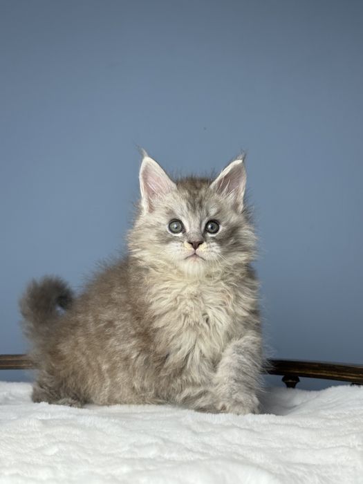 Феромон кукольный мальчик котенок мейн кун в шоу типаже