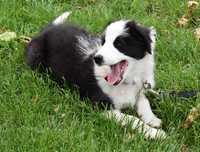 Szczenię Border Collie