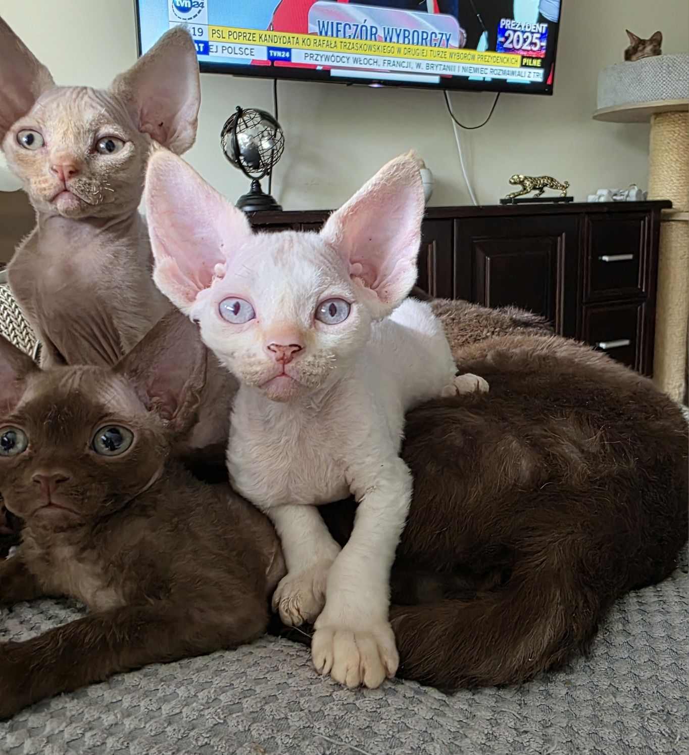 Devon Rex - Kasper - Dostępny Kocurek Point z Niebieskimi Oczkami