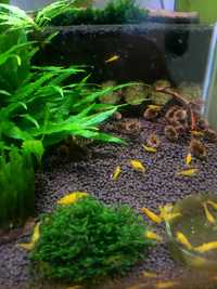 Krewetki caridina yellow kk