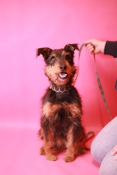 daj mi dom! Jestem prawie jak rasowy terier