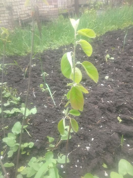 Продам саженцы..