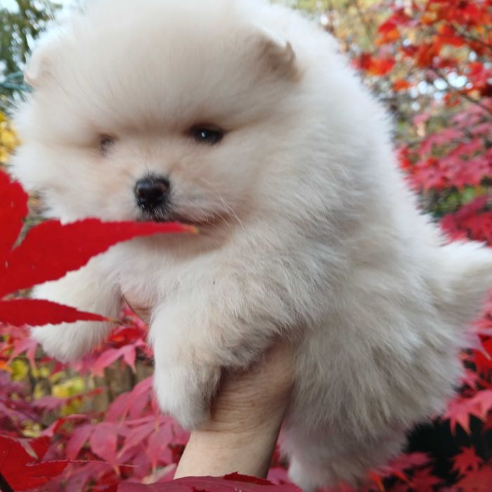 Piesek, typ misia, zadbany, info instagram