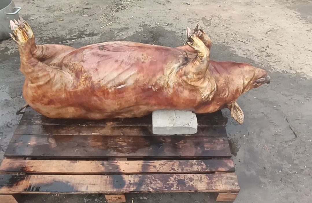 Продам свині живою вагою , м'ясна порода "Венгерская Мангалица" 65 грн