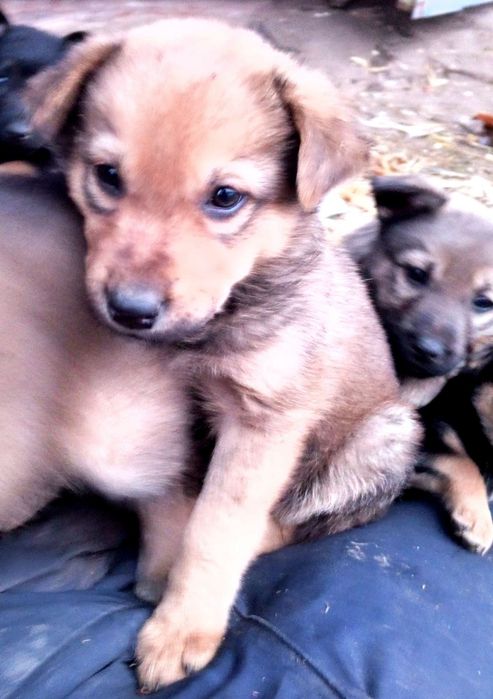 Щенята, собачки,