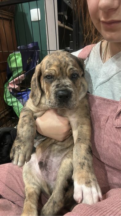 Cane Corso Italiano Pies Szczeniak