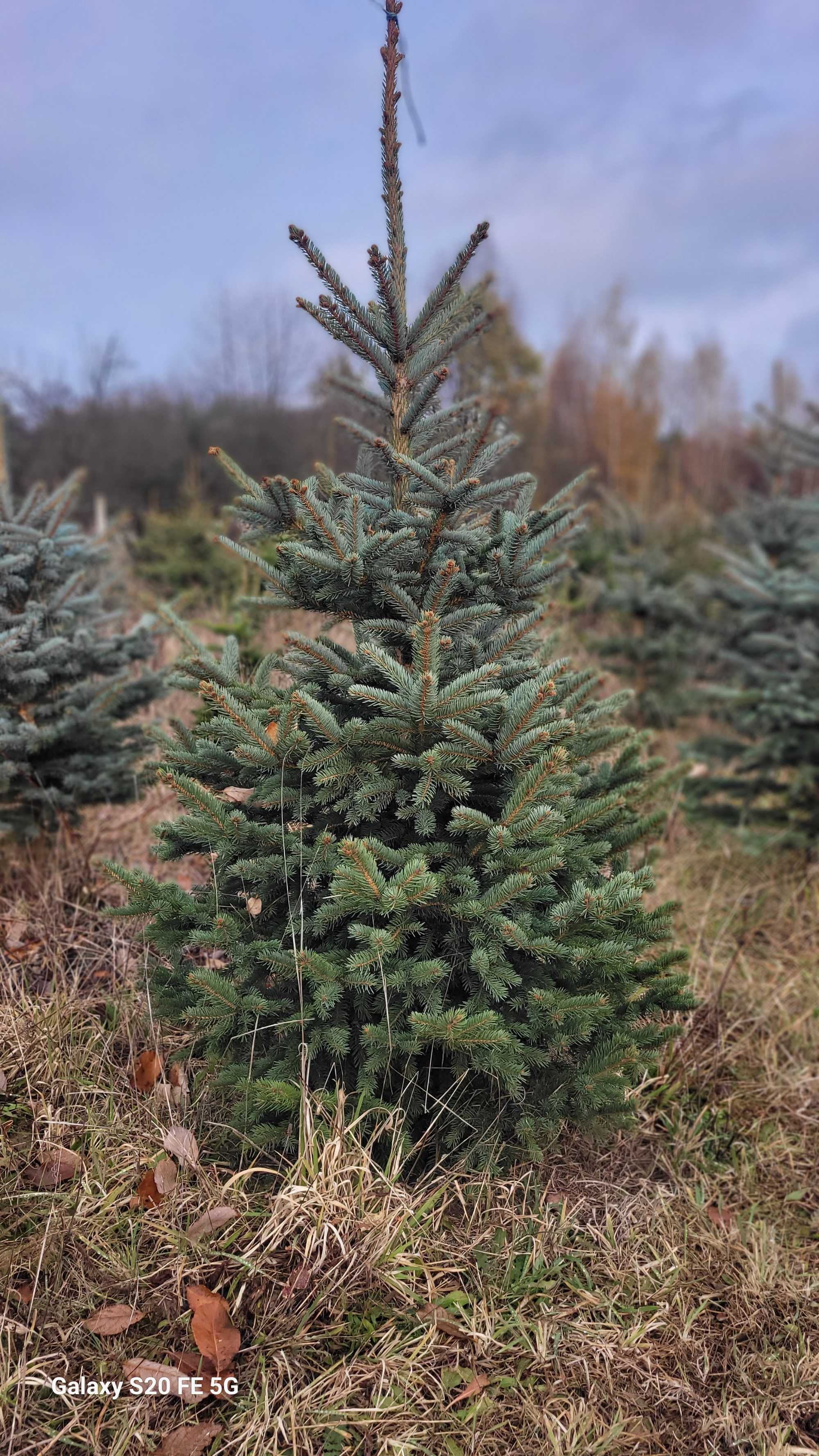 Choinki Plantacja, Świerki, Srebrne, Jodły, Doniczki