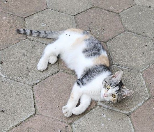 Отдам даром в добрые руки трехцветную кошечку