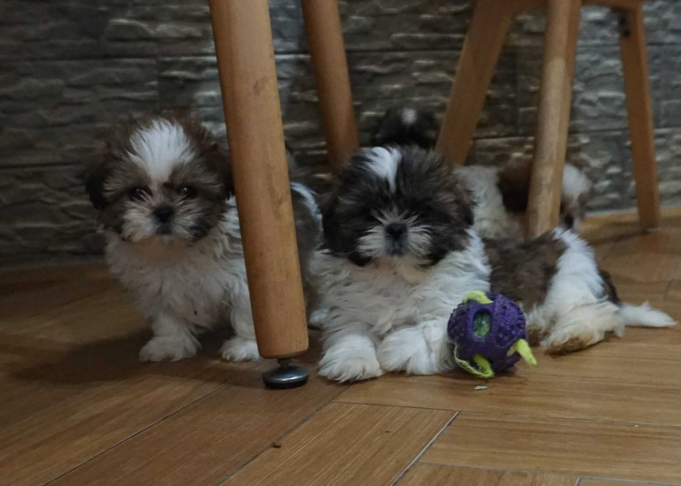 shih tzu cudny szczeniaczek
