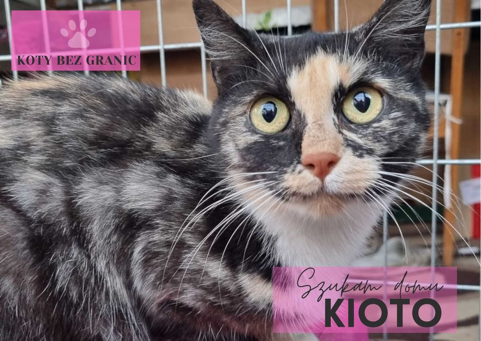 Kioto piękna nietuzinkowej urody szylkretka cudem ocalała z działek