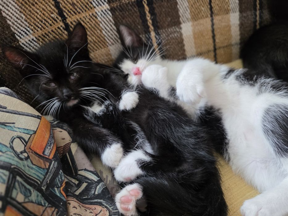 Oddam kotki w dobre ręce