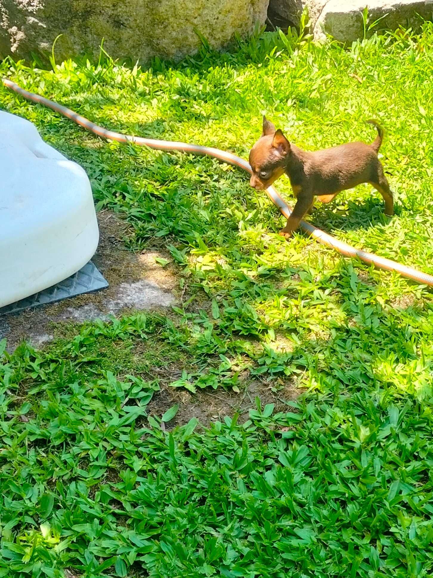 Pinscher fêmea tamanho zero