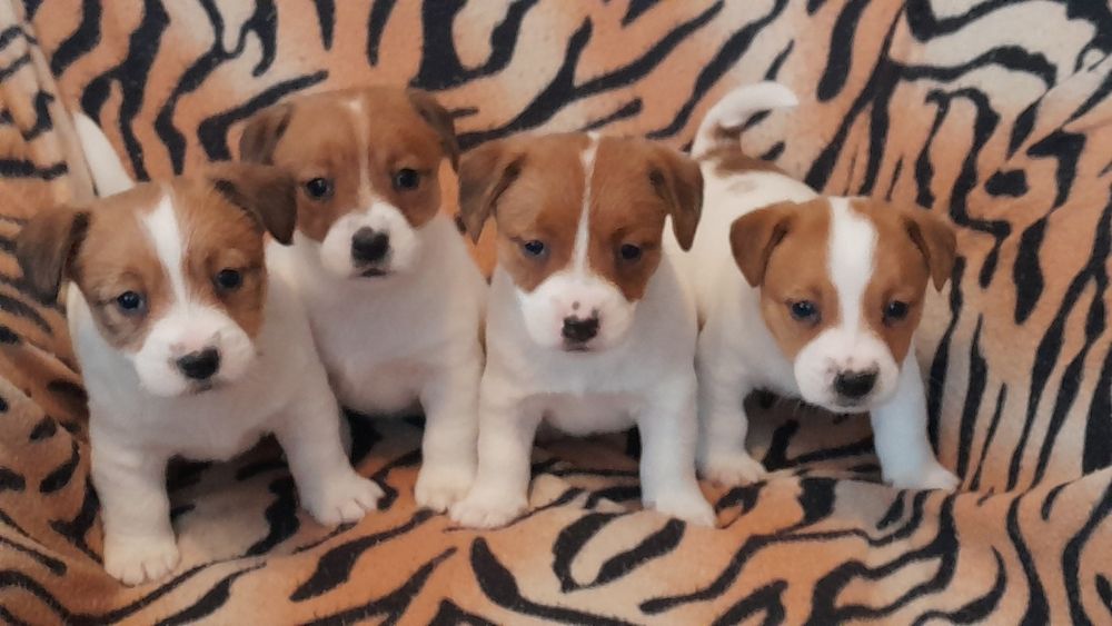 Jack Russell terrier suczka