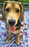 Cudny szczeniak jak beagle szuka domu Wesoły piesek do adopcji Oddam