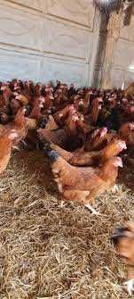 Kury NIOSKI z wolnego wybiegu ! Rossa Messa Leghorn Tetra ! ZAPRASZAM