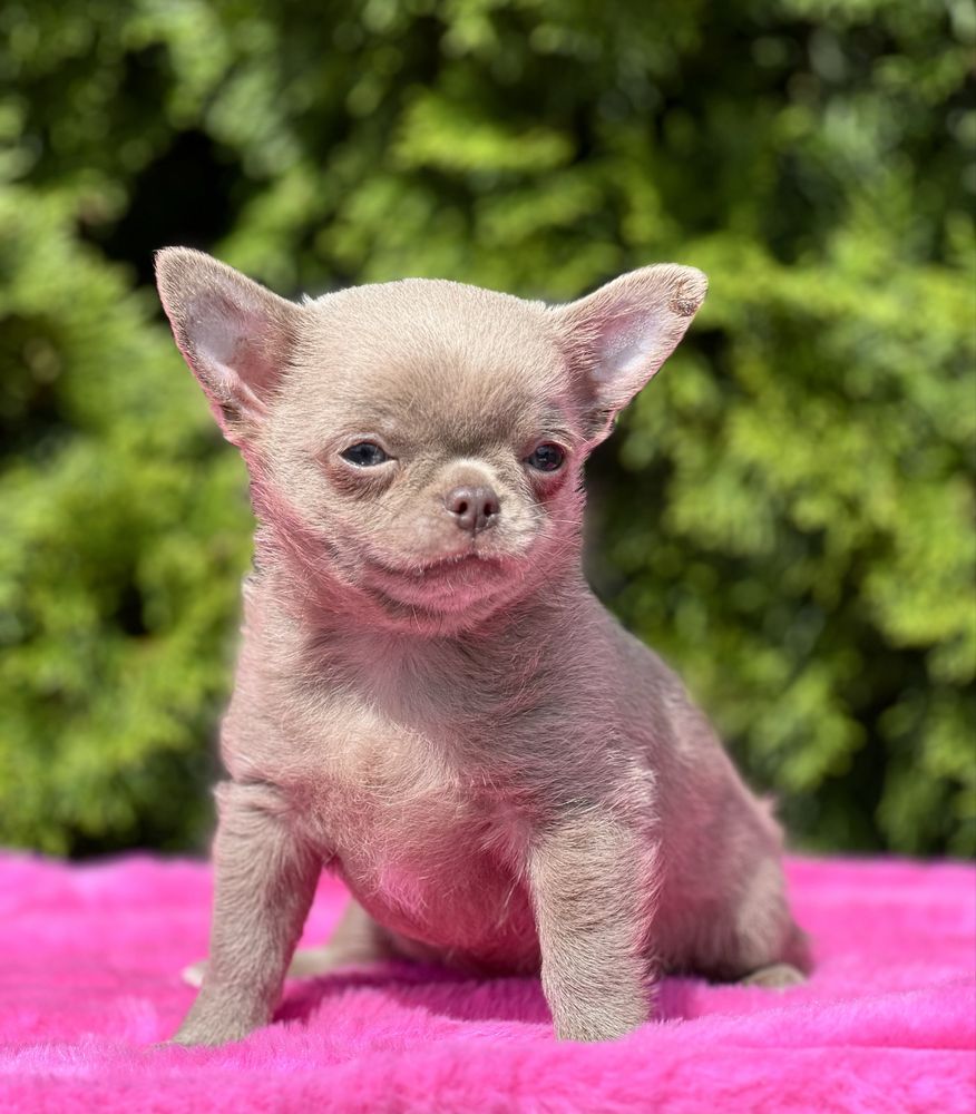Gotowy do odbioruChihuahua cudowny liliowy chłopczyk