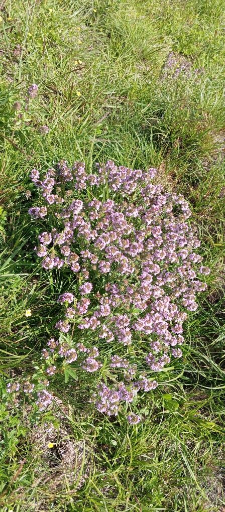 Чебрець ( Thymus serpyllum )