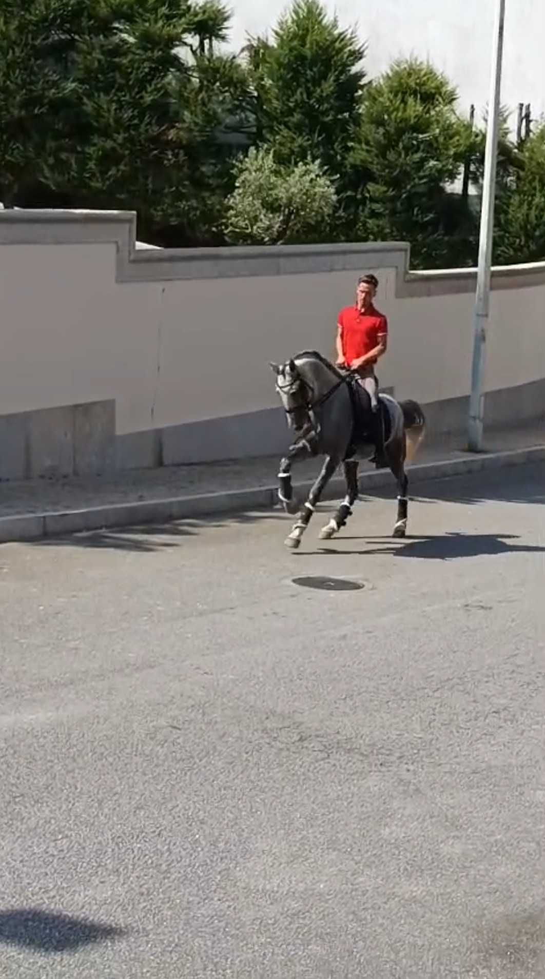 Cavalo 10 anos inteiro