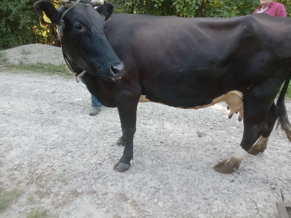 Продам молоду добру корову