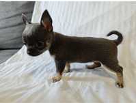 Szczeniaczki chihuahua