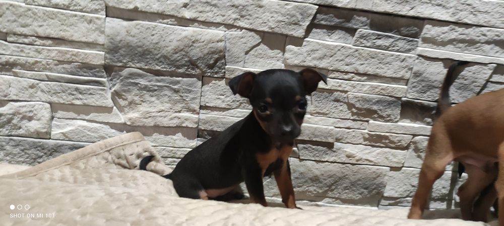 Pinczer miniatura z metryką