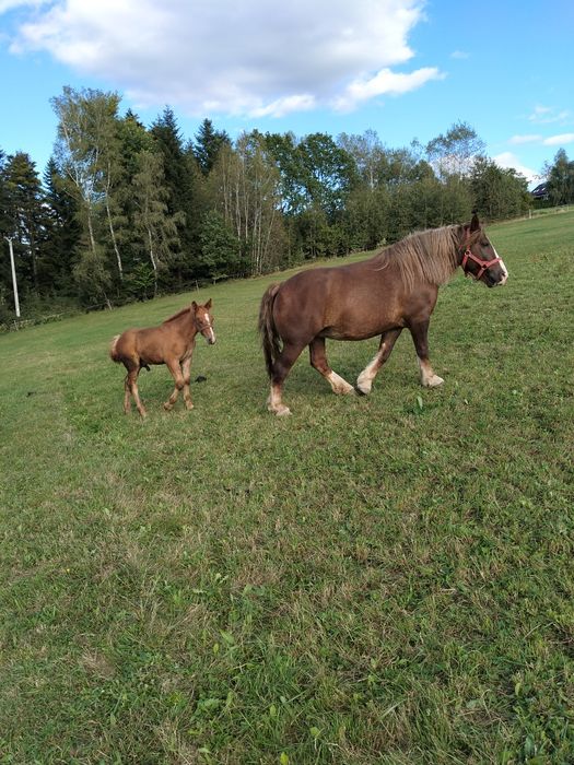 Koń kobyła klacz sztumska