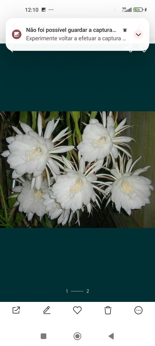 Lindo epiphyllium de flor branca