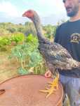 Indios gigantes \ polaco gigantes