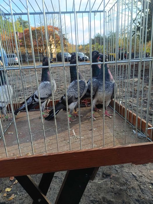 Gołębie deresze samiec samica