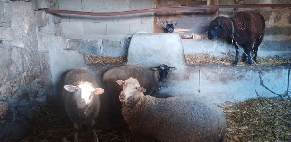 Vendo rebanho de 4 ovelhas