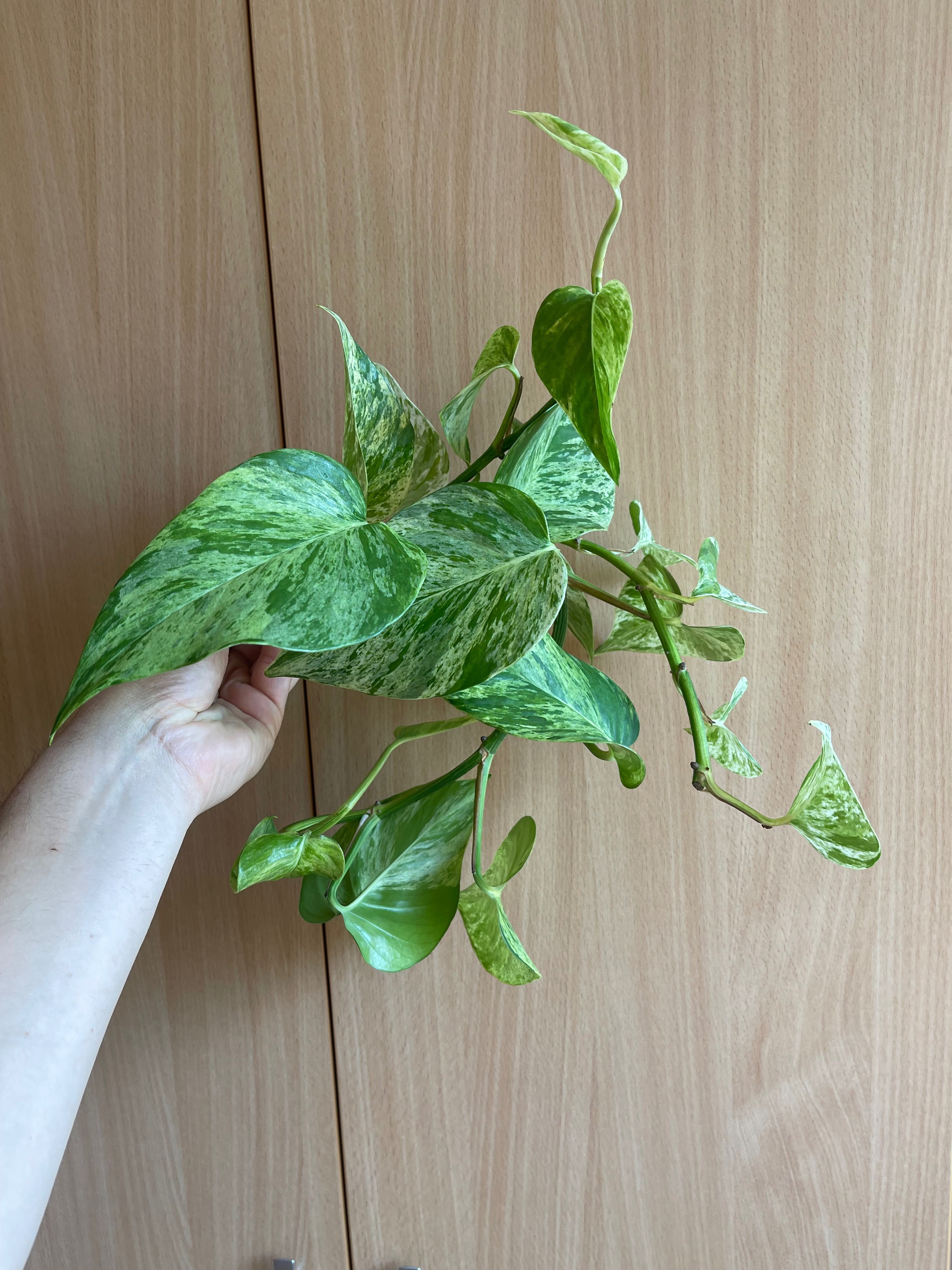 Epipremnum sadzonki