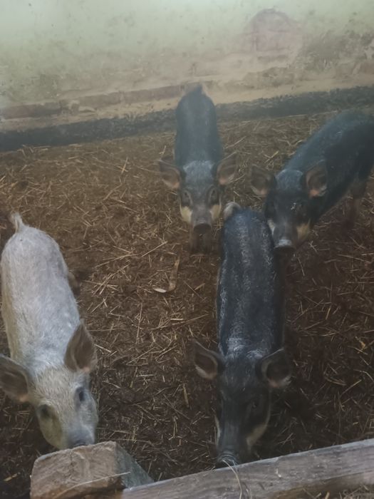 Поросята Угорська мангалиця