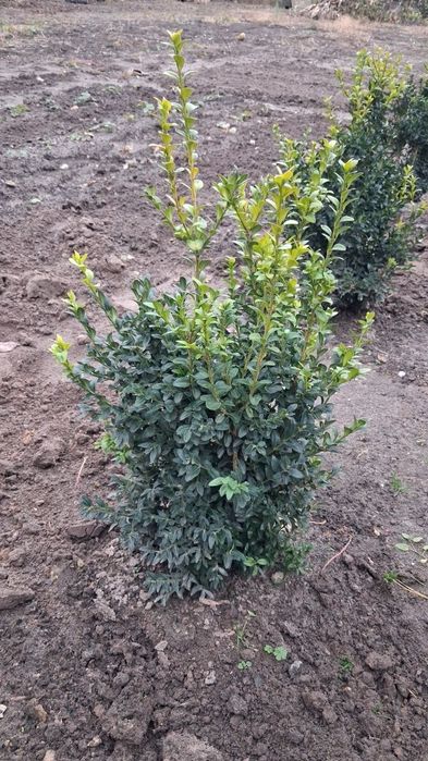 Садженці самшиту