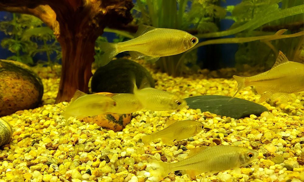 Rybki Tęczanki 4-5cm