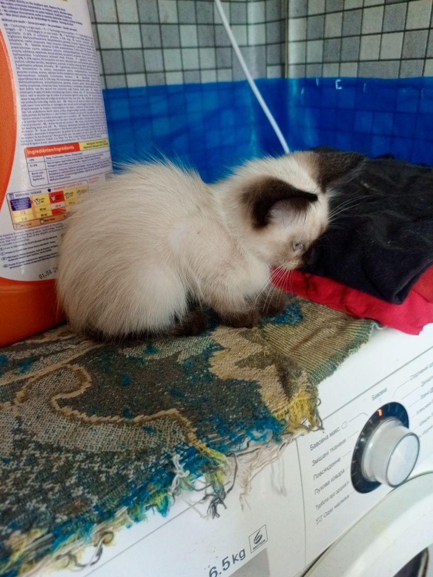 Сіамські кошенята не дорого