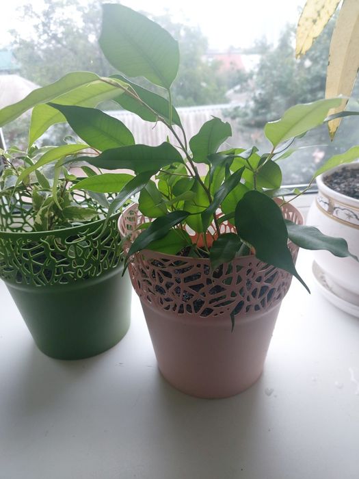 Кімнатні рослини