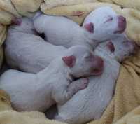 West Highland White Terrier westi  zkwp FCI