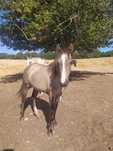 Poldro Lusitano.
