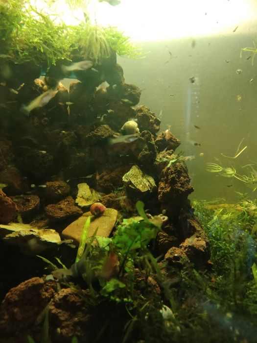 Guppies juvenis para venda