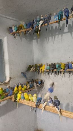 Продам молоденьких волнистых попугайчиков