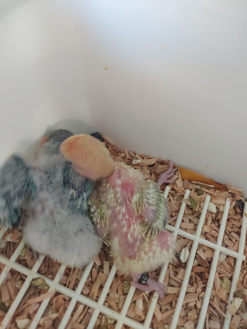 Agapornis domesticados