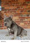 Buldog francuski suczka lilac