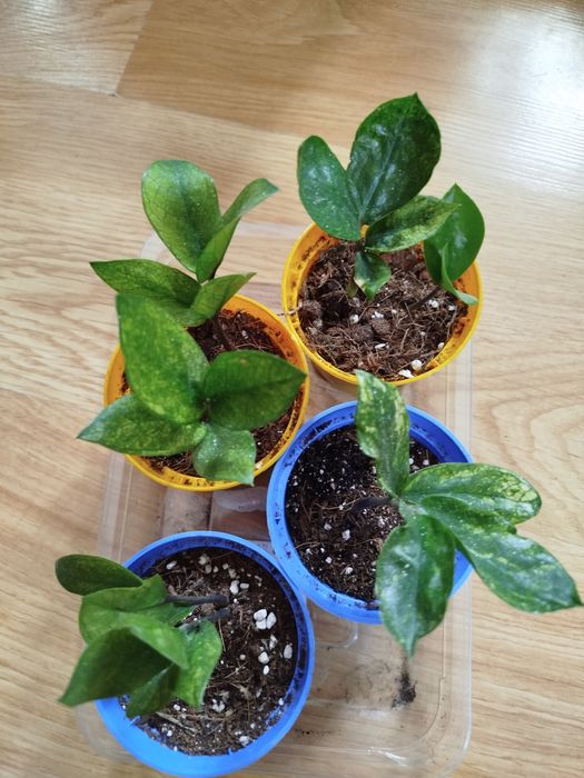 Zamiolukas chameleon