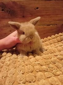 Mini lop, królik miaturka, króliczek baranek, karzełek